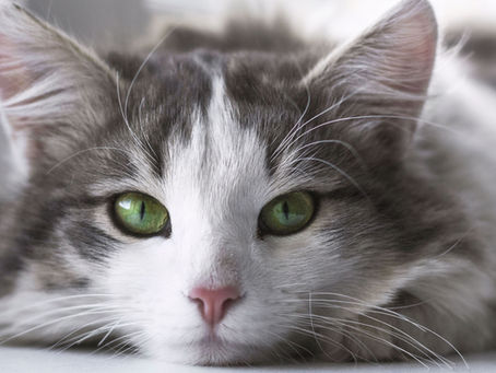 microchip gatto obbligatorio dal 2026