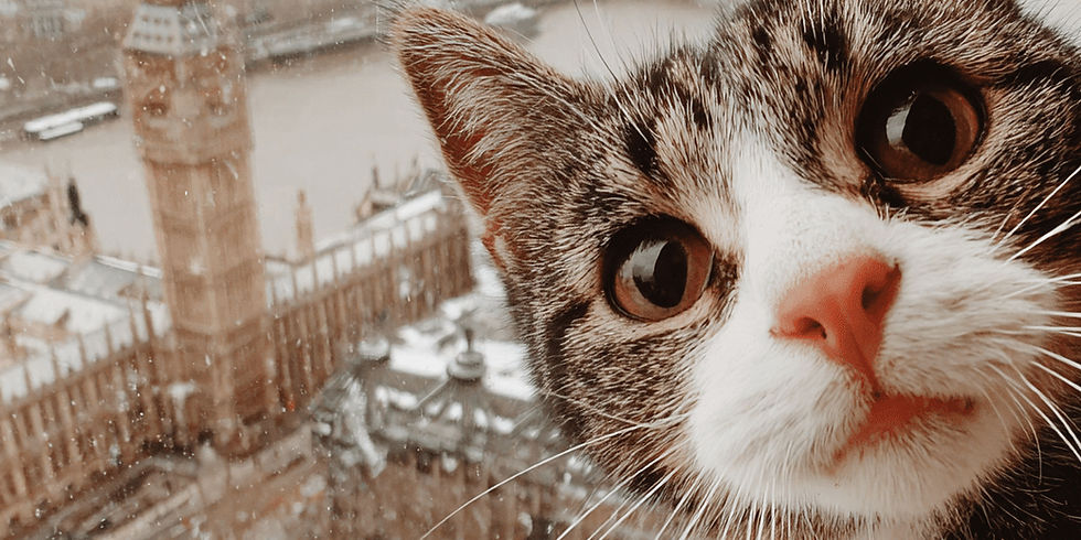 trasporto gatto durante le vacanze di natale