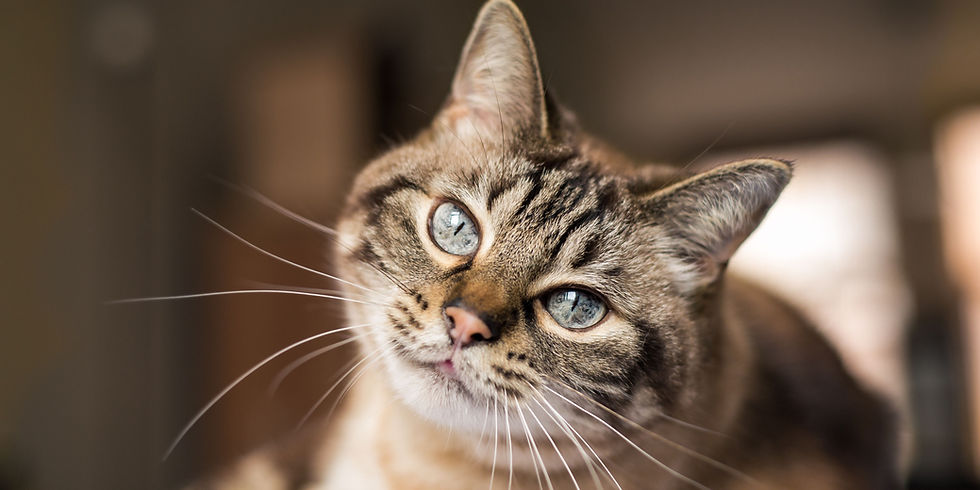 microchip gatto obbligatorio dal 2026