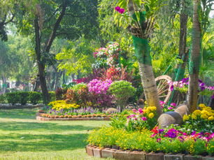 progettare un giardino con rose, tulipani gialli e viola e giacinti rosa, per creare aiuole colorate e scenografiche