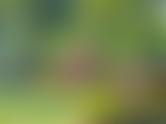 progettare un giardino con rose, tulipani gialli e viola e giacinti rosa, per creare aiuole colorate e scenografiche