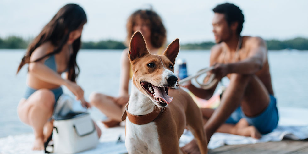 momenti felici di vacanze per cani