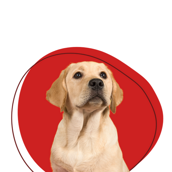 bau meo pet food