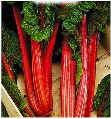 Pianta Di Bietola A Costa Colorata Vaso - Foto 7