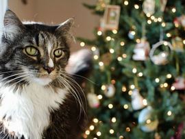 albero di natale per gatti in casa