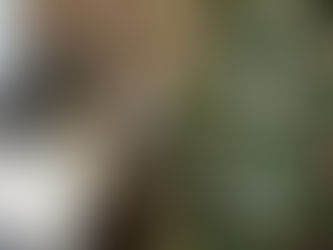 albero di natale per gatti in casa