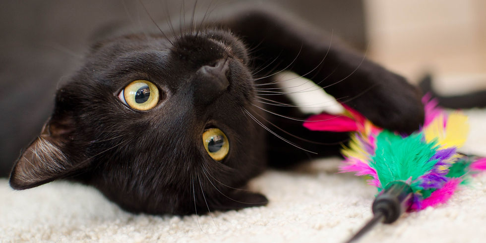 stress gatto e rilassamento con nuovi giochi