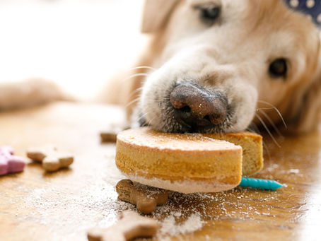 Età cani: come calcolarla in anni umani? Scopri i metodi