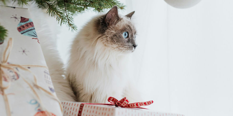 idee regali gatto a natale
