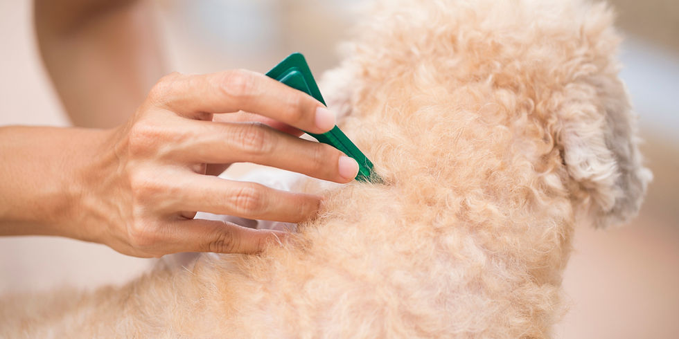 come applicare antiparassitario cani