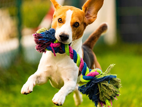 Sport con cane: ecco perché l’attività fisica è importante