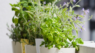 coltivazione piante aromatiche in balcone