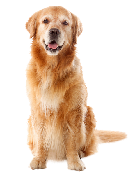 bau meo pet food dog