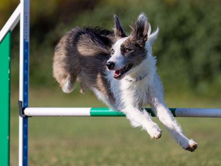 Cane da lavoro e sportivi: l’alimentazione che li rende instancabili