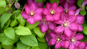 coltivazione clematis in giardino