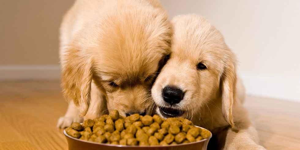 cucciolo cane alimentazione