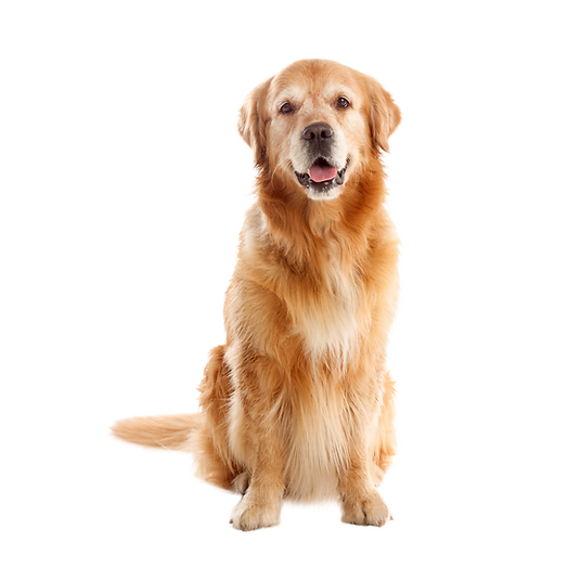 Ottimizzazione SEO (15).png