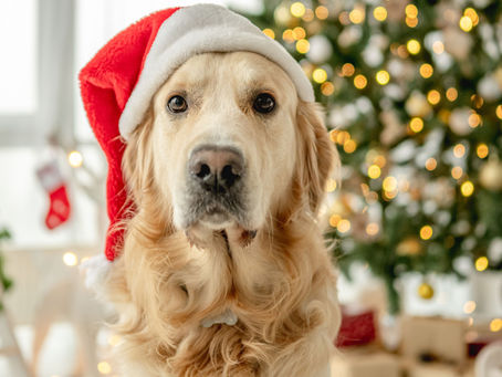 Regali Natale per cani: ecco 5 idee che faranno felice il tuo pet!