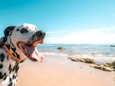 alimentazione del cane in estate