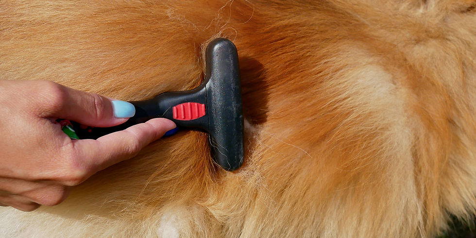perdita pelo del cane