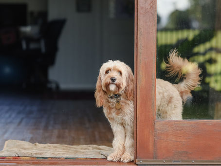 Casa a prova di cane e gatto: ecco una guida completa