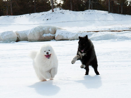 cani e neve in inverno