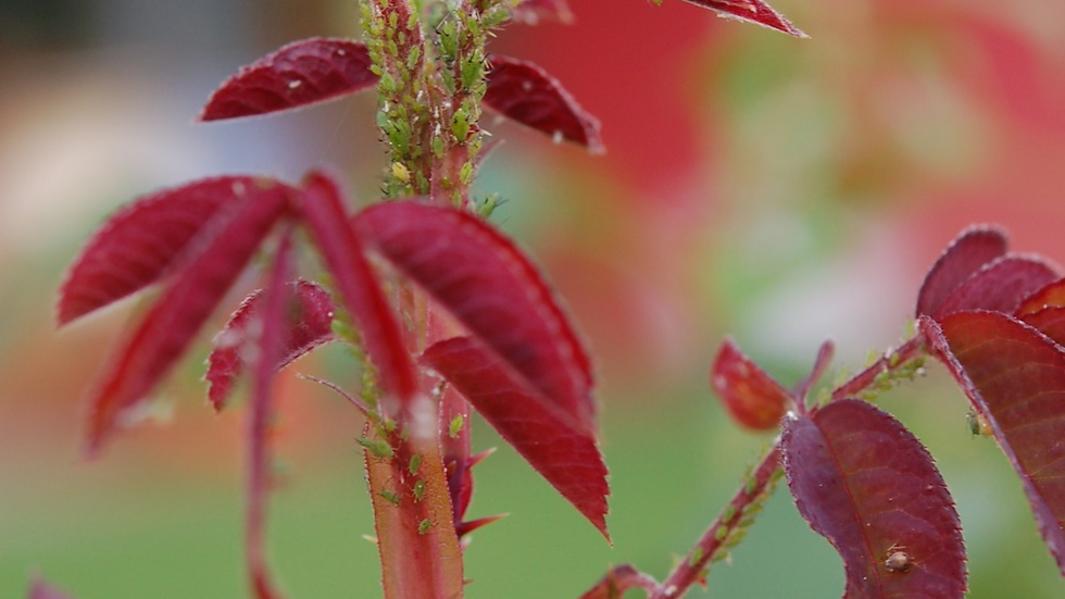 esempi di parassiti della rosa