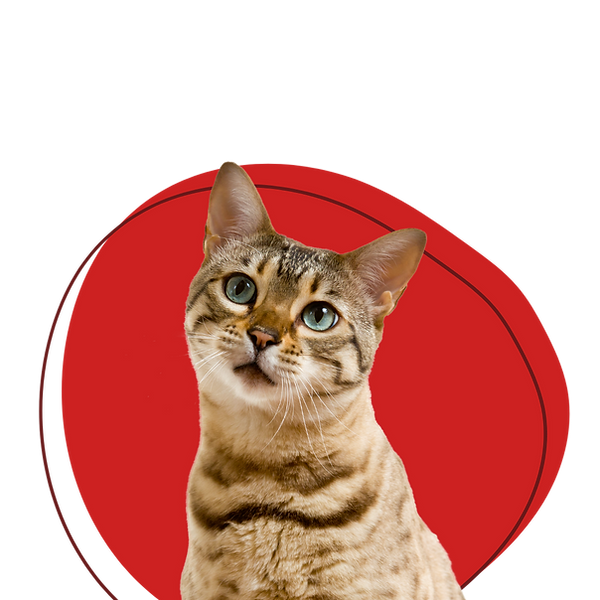 bau meo pet food cat