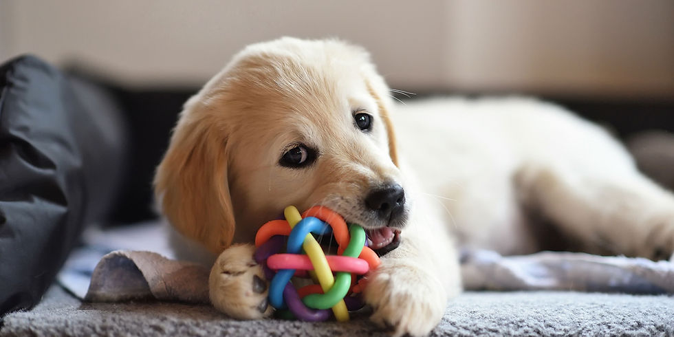 nuovo cucciolo in casa che gioca
