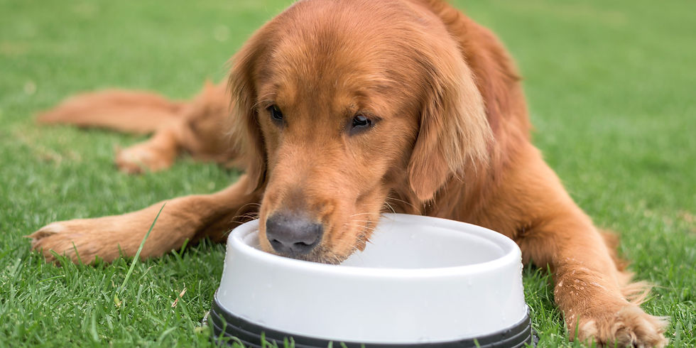 rimedio di ciotola in giardino per cane non beve