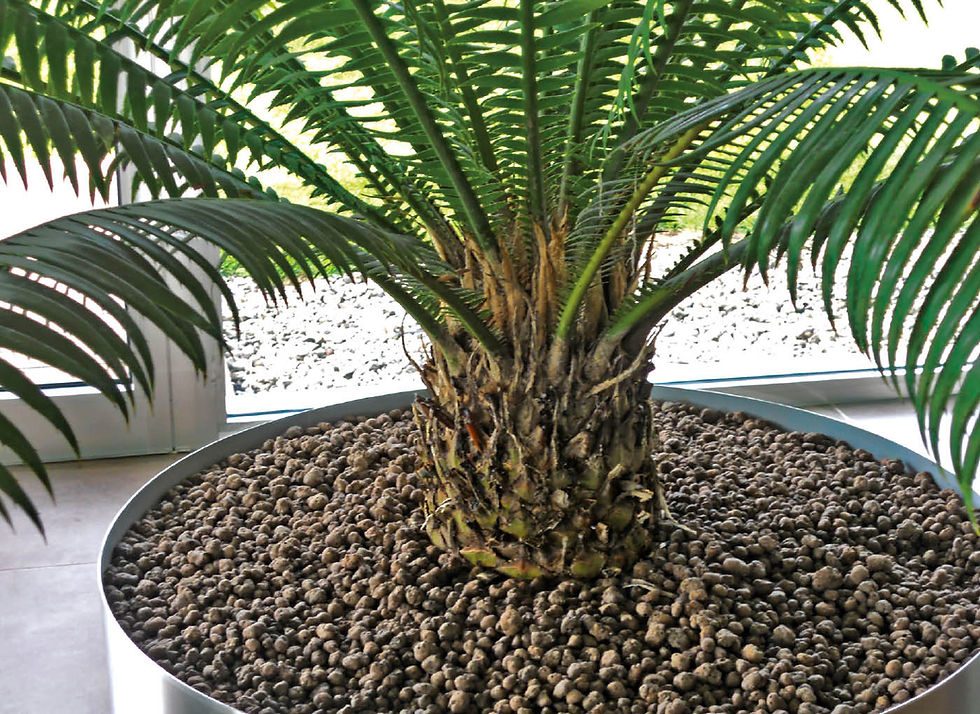 Miniatura: ARGILLA ESPANSA (Lt10/Lt50)