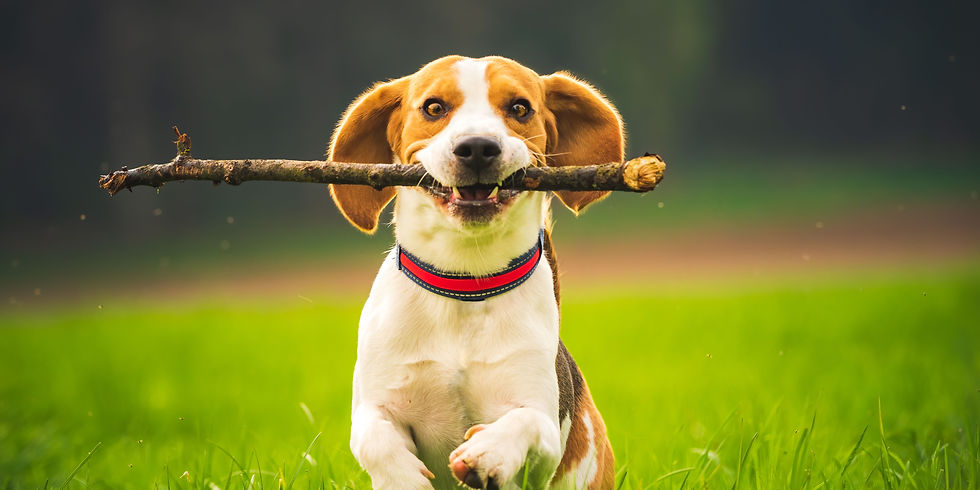 sport con cane