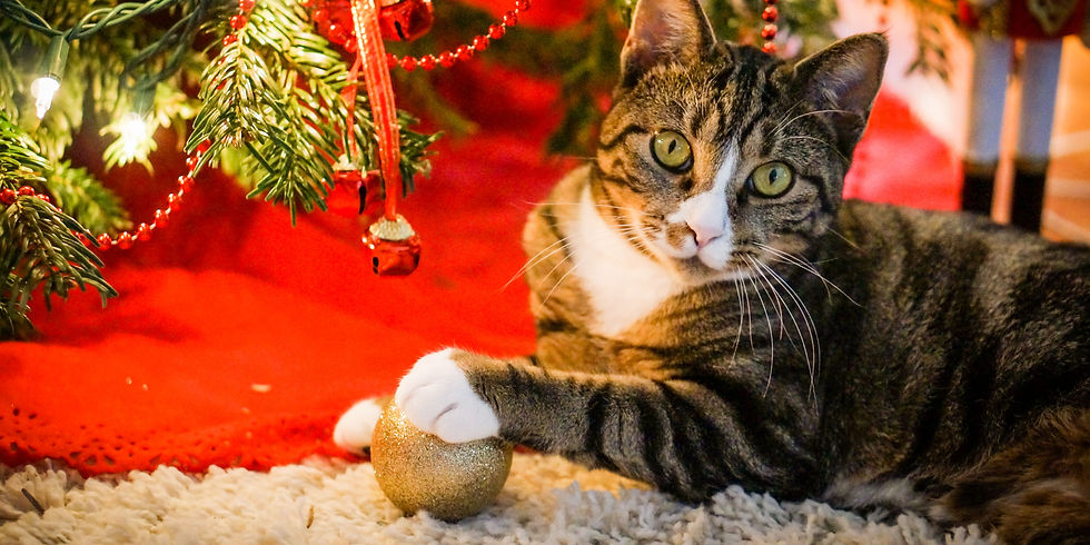 gatti e albero di natale