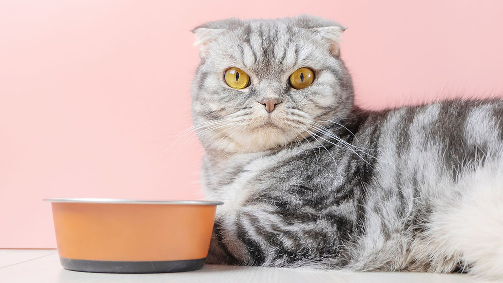 cibo per gatto