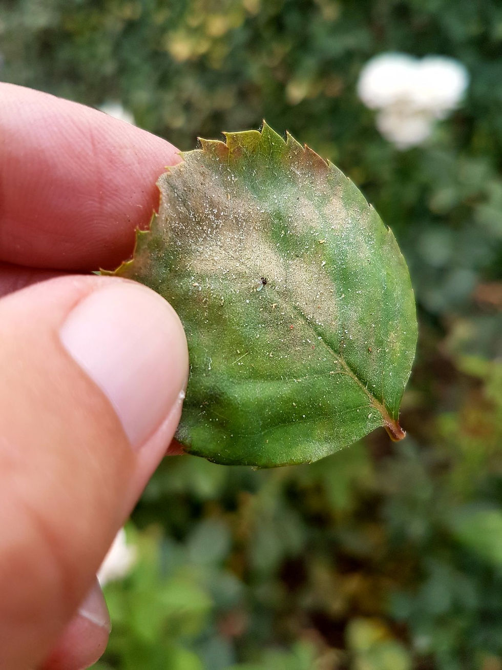 una foglia di una pianta attaccata dal ragnetto rosso