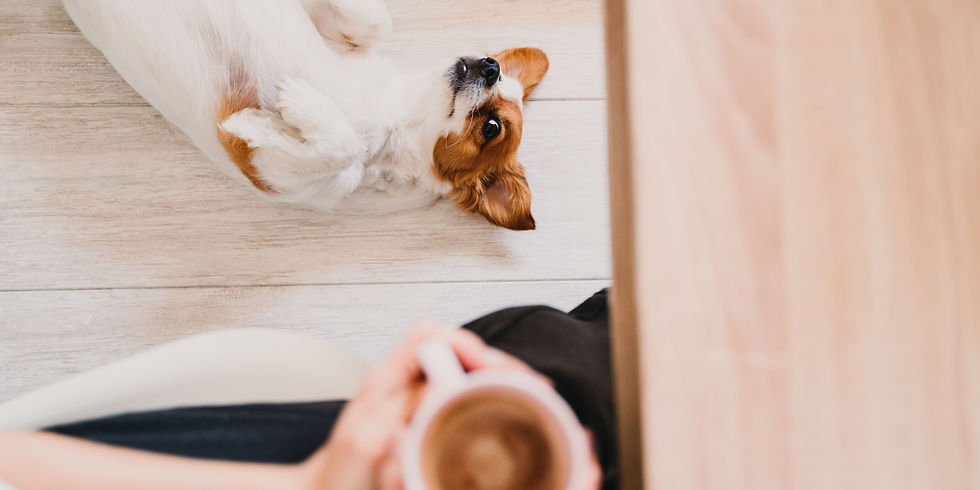 caffeina come cibo pericoloso per il cane