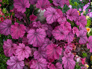 pianta perenne heuchera per colorare il giardino anche d’inverno