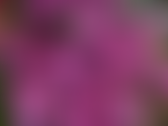 pianta perenne heuchera per colorare il giardino anche d’inverno