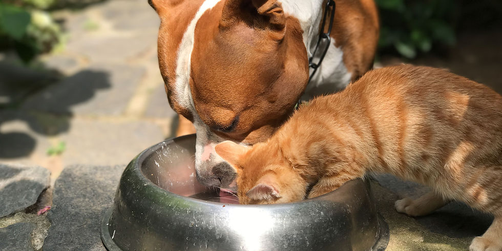 cambio crocchette cane e gatto per gusto per alimentazione bilanciata