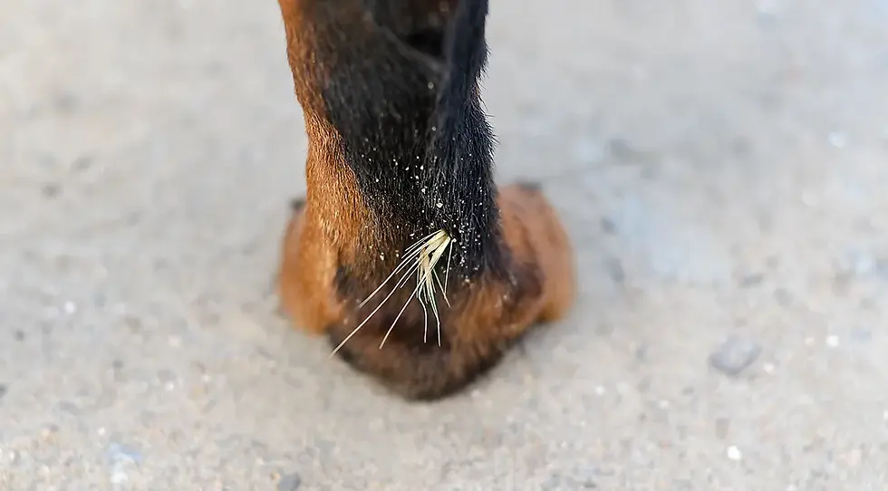 pericolo forasacchi cane