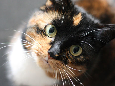 Taurina gatto: ecco perché è così importante nella dieta