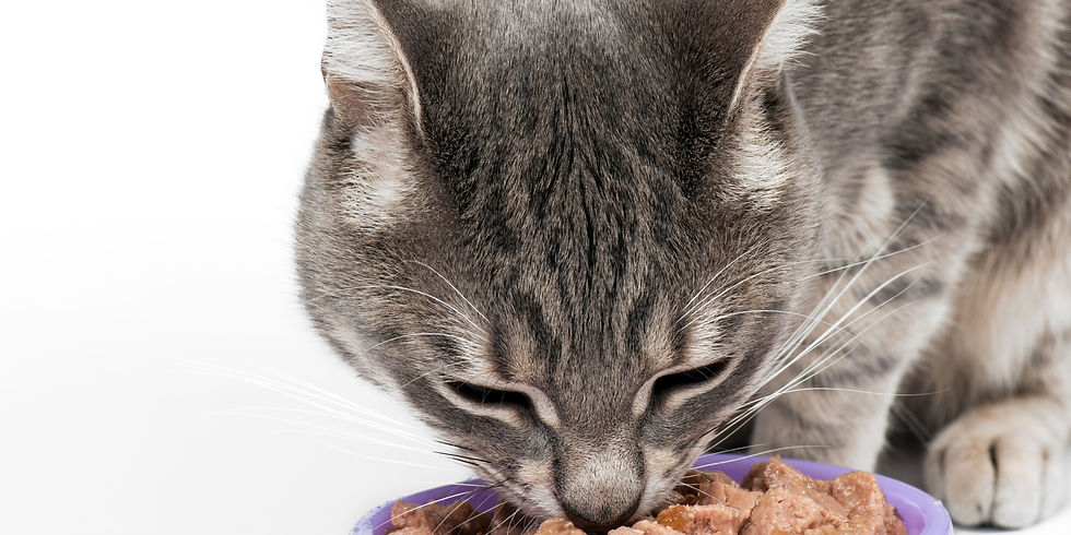 alimentazione del gatto