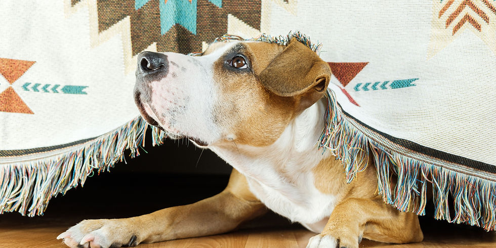 paura del temporale nei cani