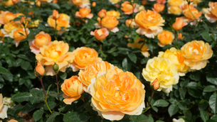 splendide rose gialle di rose barni