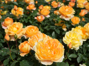 splendide rose gialle di rose barni