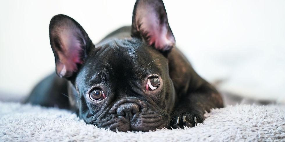 animali domestici e salute mentale