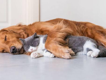 ansia da separazione cane e gatto per vacanze