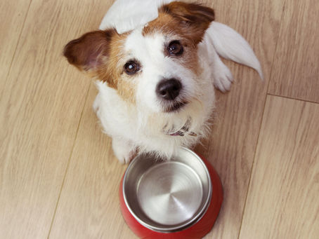Cosa non possono mangiare i cani e i gatti? I 10 alimenti più pericolosi + 1 bonus per il Natale