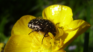 Oxythyrea funesta nelle piante e nelle rose