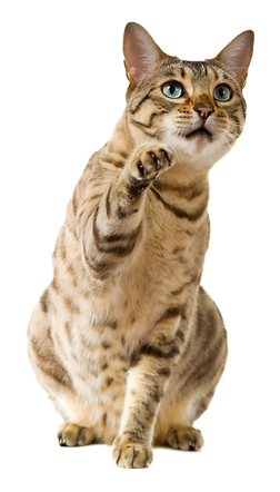 gatto